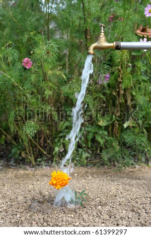 unusual watering of flowers outdoors