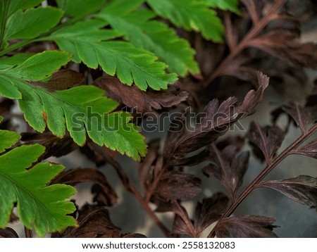 Similar – Image, Stock Photo Green and dry fern leave in the forest, autumn background.