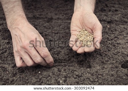 Frontal landscape view of human hands, one with the seeds, other planting spinach seeds into the ground.