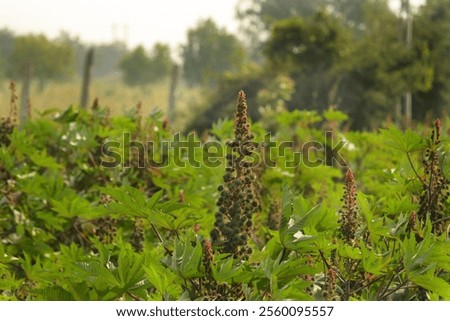 Image, Stock Photo castor oil plant Garden