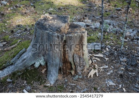 Similar – Image, Stock Photo What was left. An old Christmas tree in front of a Berlin wall with the graffiti “Drunk”.