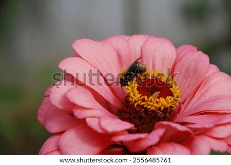 Similar – Image, Stock Photo Inflorescence of a zinnia; hybrid with white ray florets