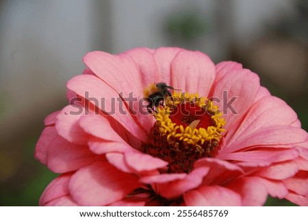 Similar – Image, Stock Photo Inflorescence of a zinnia; hybrid with white ray florets