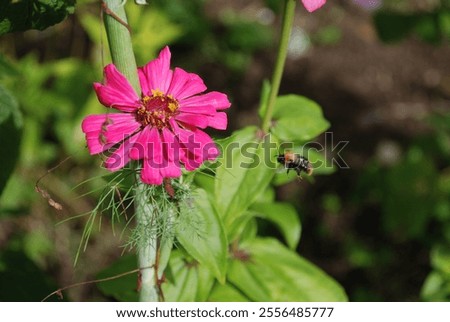 Similar – Image, Stock Photo Inflorescence of a zinnia; hybrid with white ray florets