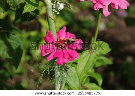 Similar – Image, Stock Photo Inflorescence of a zinnia; hybrid with white ray florets