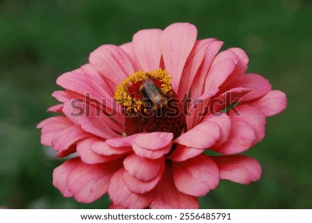 Similar – Image, Stock Photo Inflorescence of a zinnia; hybrid with white ray florets