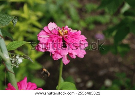 Similar – Image, Stock Photo Inflorescence of a zinnia; hybrid with white ray florets