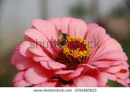 Similar – Image, Stock Photo Inflorescence of a zinnia; hybrid with white ray florets