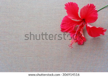 Red hibiscus flower lay on brown cloth with a small vertical lines look simple and full of blank
