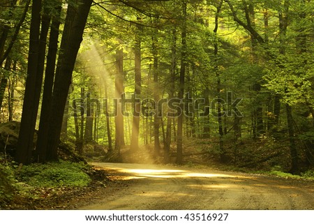 Morning light falls on a forest road