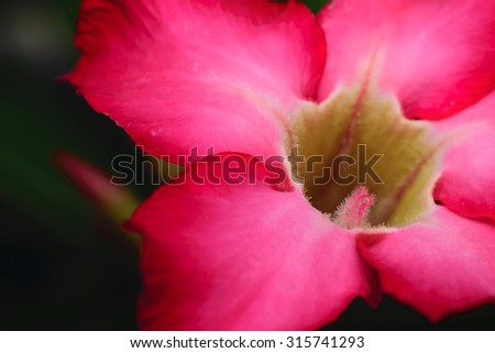 Desert Rose flowers macro shot,selective focus