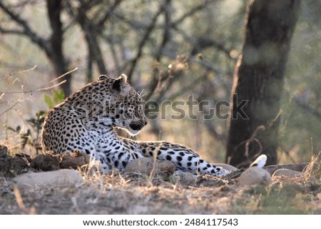 Image, Stock Photo A leopard bathing on a rock in Samburu Park