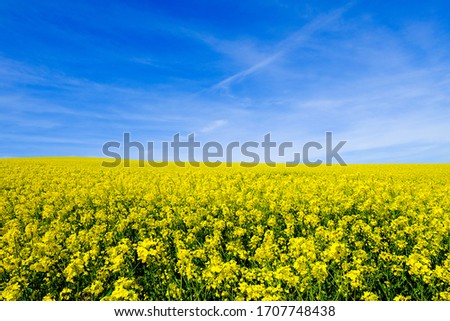 Similar – Image, Stock Photo rape blossom