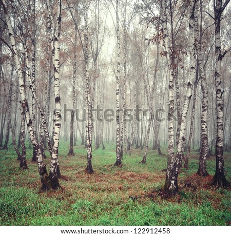 Birch trees in the fog