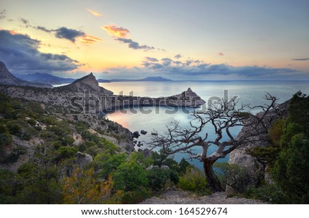 trees stand on a cliff above the sea