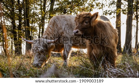 Image, Stock Photo Highland cattle grazing in field in countryside