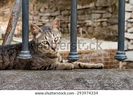 Cat Lying on the Fence\
Portrait of a calm relaxing striped domestic cat, relaxing on the cold stone of the fence during a hot day.