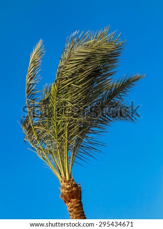 Palm Tree in a Wind\
Grown palm tree. On the leaves of the crown is visible a strong wind. Bright blue sky.