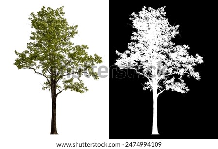 Similar – Foto Bild Large single tree in winter snow nature with naked branches