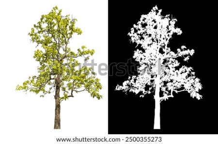 Similar – Foto Bild Large single tree in winter snow nature with naked branches