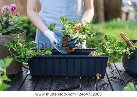 Similar – Image, Stock Photo Crop woman planting flowers in pot at table