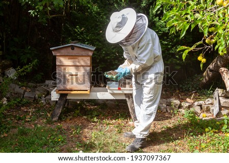 Image, Stock Photo dead bee in front of white background