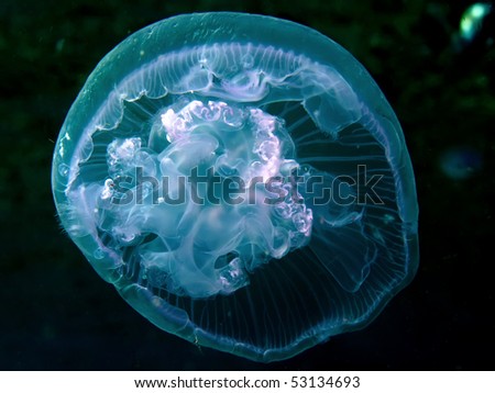 Moon jelly fish (Aurelia aurita). Taken at Red Sea