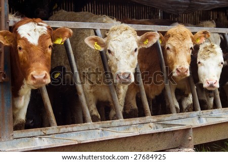 a herd of cattle with their heads poking through the feeder railings all looking forward curiously.