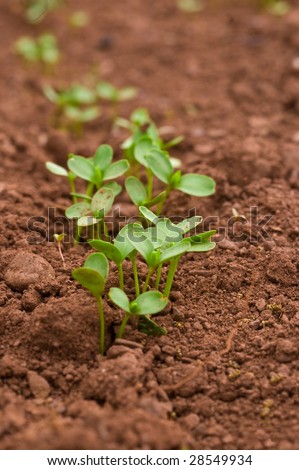 Young seedlings growing n a field of rich red soil, point of focus intentionally to the middle of image.