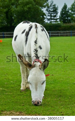 an image of a black and white mottled rescue donkey grazing in a field or paddock of lush green fresh grass.