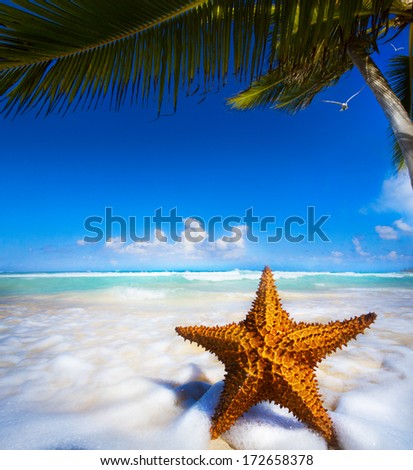 Sea star on the beach