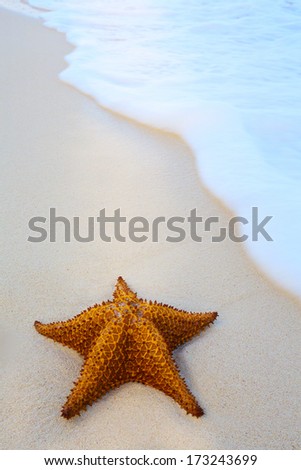 Art starfish on a beach sand with wave