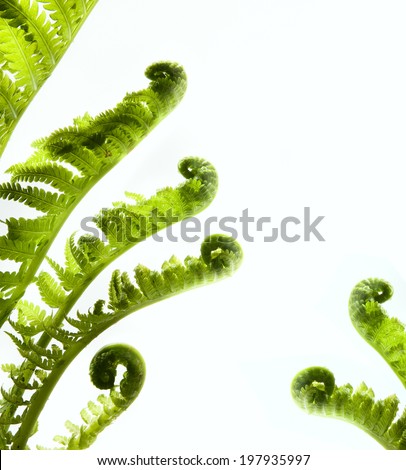 Tropical jungle as a blank frame with fern green plants