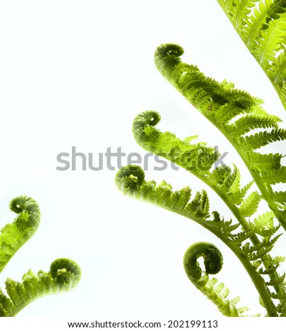 fern leaf on white background