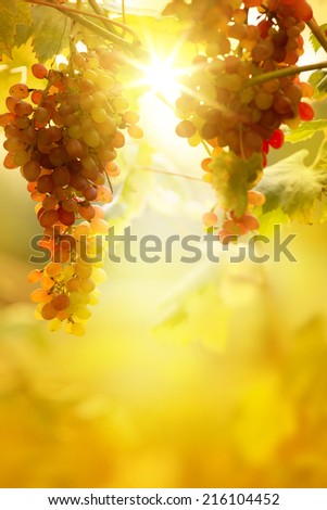 Ripe grapes on a vine with bright sun background. Vineyard harvest season.