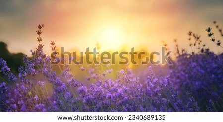 Similar – Image, Stock Photo Light in August flowers