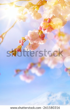 Spring blossom background. Beautiful nature scene with blooming tree and sun flare. Sunny day. Spring flowers. Beautiful Orchard. Abstract blurred background