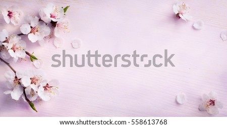 Photo of spring background; fresh flower on blue background.