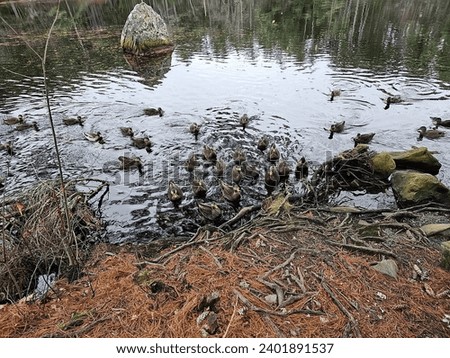 Similar – Image, Stock Photo Several birds over mountain top in black and white