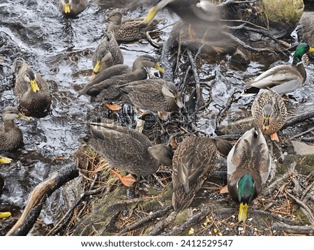 Similar – Image, Stock Photo Several birds over mountain top in black and white