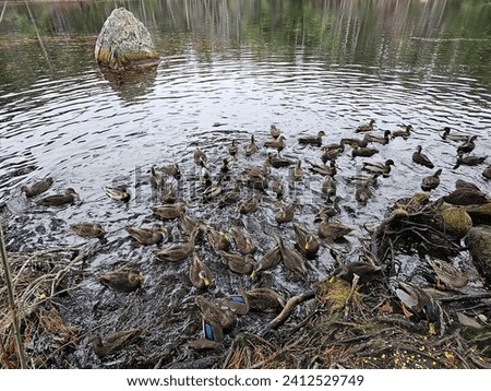 Similar – Image, Stock Photo Several birds over mountain top in black and white