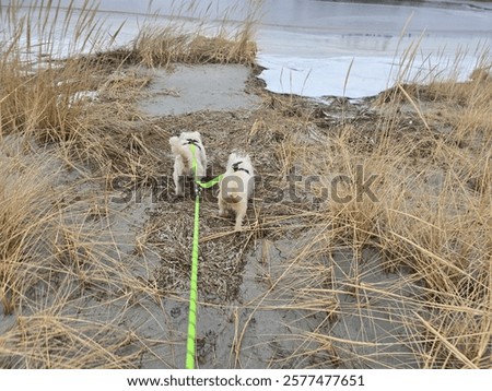 Similar – Image, Stock Photo Funny face through water glass