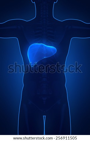 Human man liver anatomy