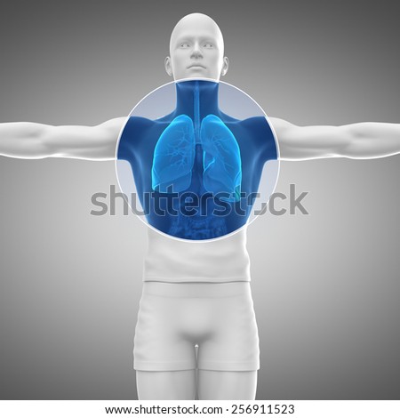 Human man anatomy with x-ray lungs and respiratory system in blue