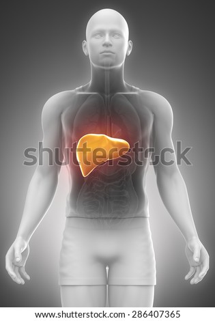 LIVER male anatomy front view