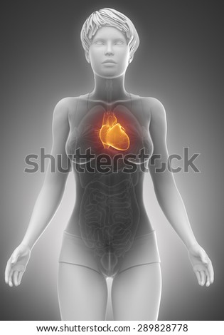 Female heart anatomy x-ray scan