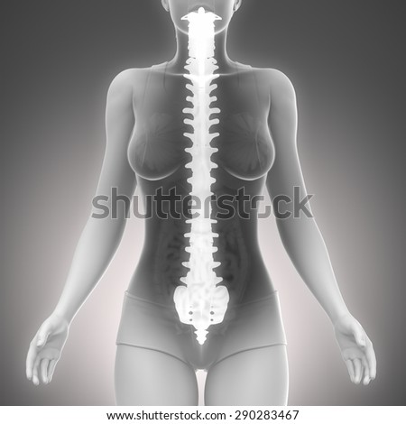 SPINE anatomy female scan in x-ray