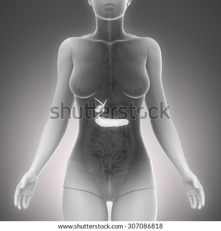 Female pancreas anatomy scan