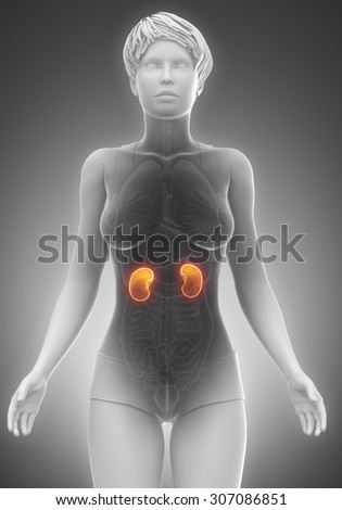 Female kidney anatomy x-ray scan