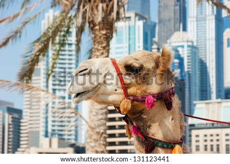 Camel at the urban building background of Dubai. UAE